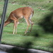 June 16 Deer Next To Road IMG_3519A by georgegailmcdowellcom