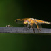Dragon Fly and Ant by tosee
