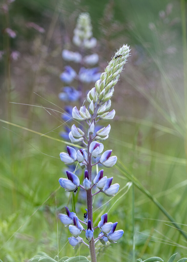 lupine by aecasey