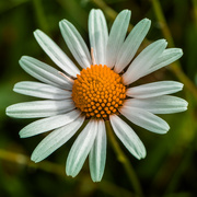 17th Jun 2023 - Daisy