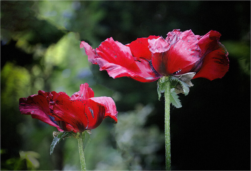 Poppies by bournesnapper