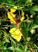 17th Jun 2023 - Orange-tailed Bee