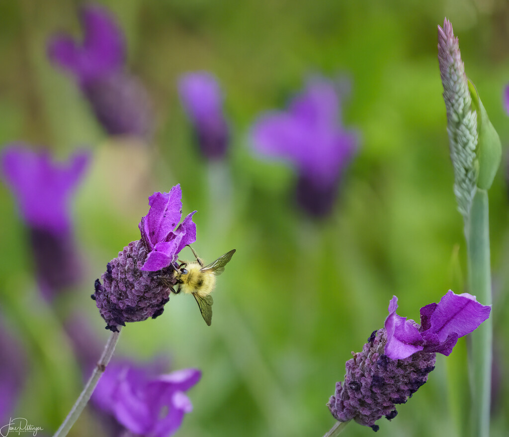 Bee in Lavender by jgpittenger