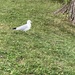 Wild June - Gull in the Park  by spanishliz