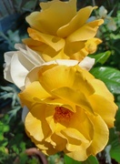 16th Jun 2023 - Yellow roses