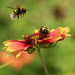 Buzzing the Indian Blanket: AI Version by kvphoto