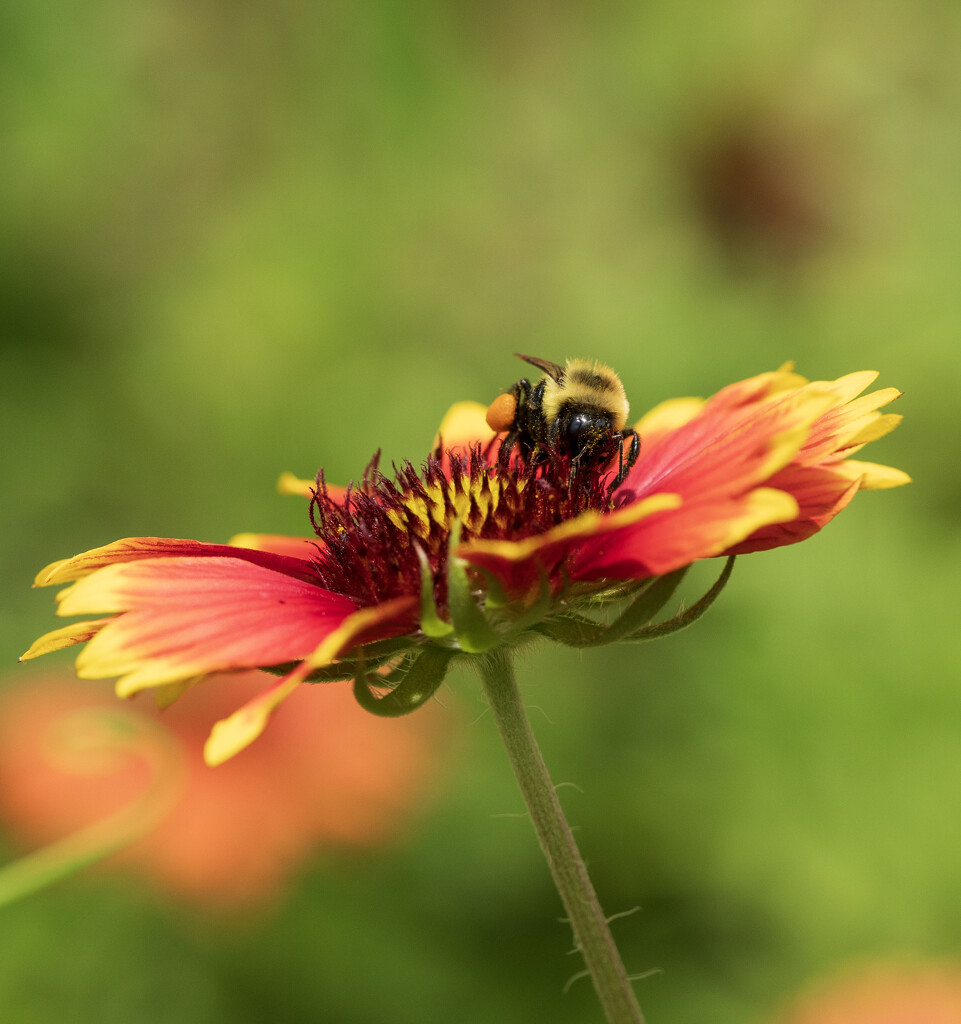 Indian Blanket Bee by kvphoto