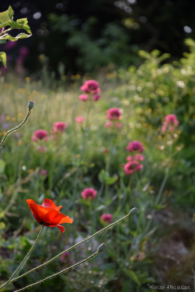 poppy by parisouailleurs