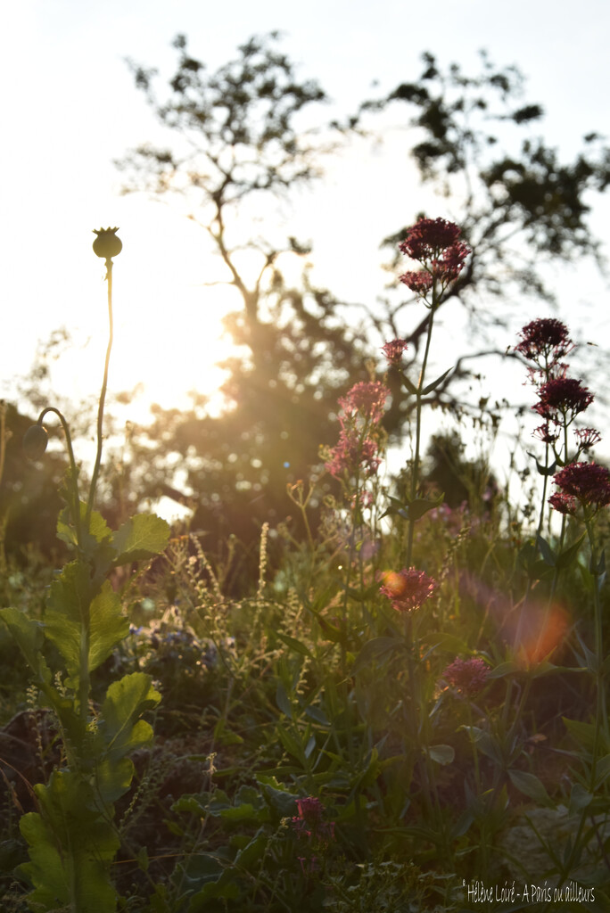 Morning light by parisouailleurs