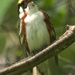 Chestnut-sided Warbler   by radiogirl