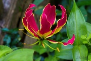 17th Jun 2023 - LHG_4649 Red Gloriosa Lily