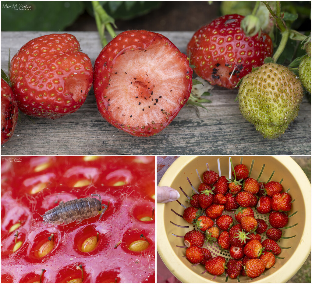 Strawberries Collage by pcoulson