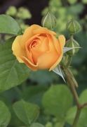 17th Jun 2023 - Yellow rose 
