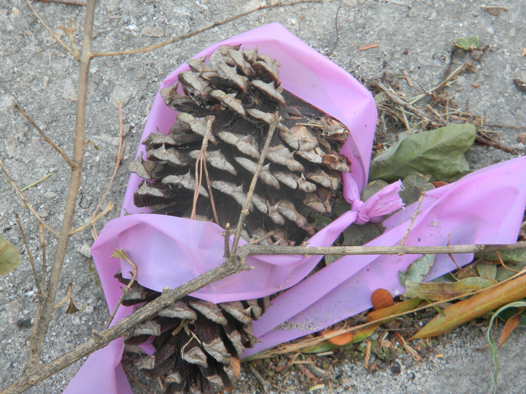 Pinecone Wrapped in Purple Ribbon  by sfeldphotos