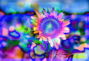 17th Jun 2023 - Sunflower Blues