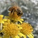 Bee #2 by narayani