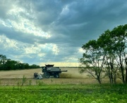 17th Jun 2023 - Wheat Harvest