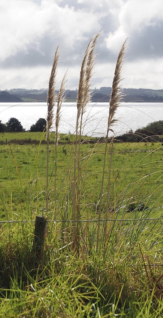 Pampas grass by Dawn