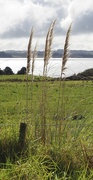 18th Jun 2023 - Pampas grass
