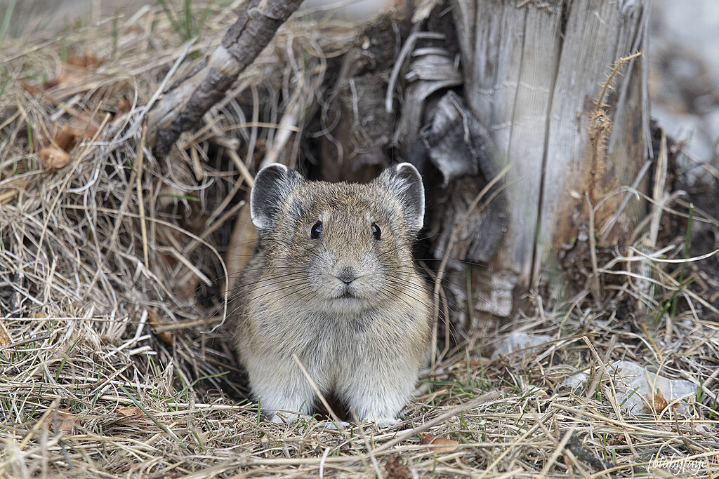 Pika by fayefaye