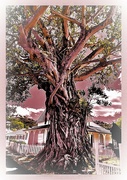 18th Jun 2023 - Tree