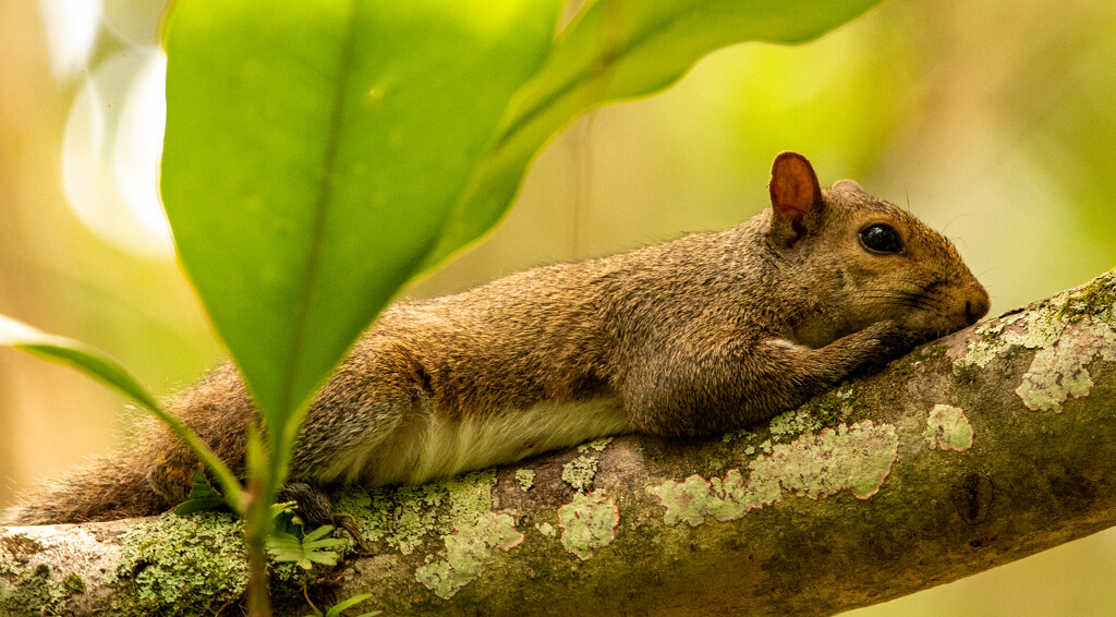 Squirrel, Taking a Break! by rickster549