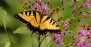 17th Jun 2023 - Eastern Tiger Swallowtail Butterfly!