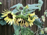 17th Jun 2023 - End of Sunflower Season