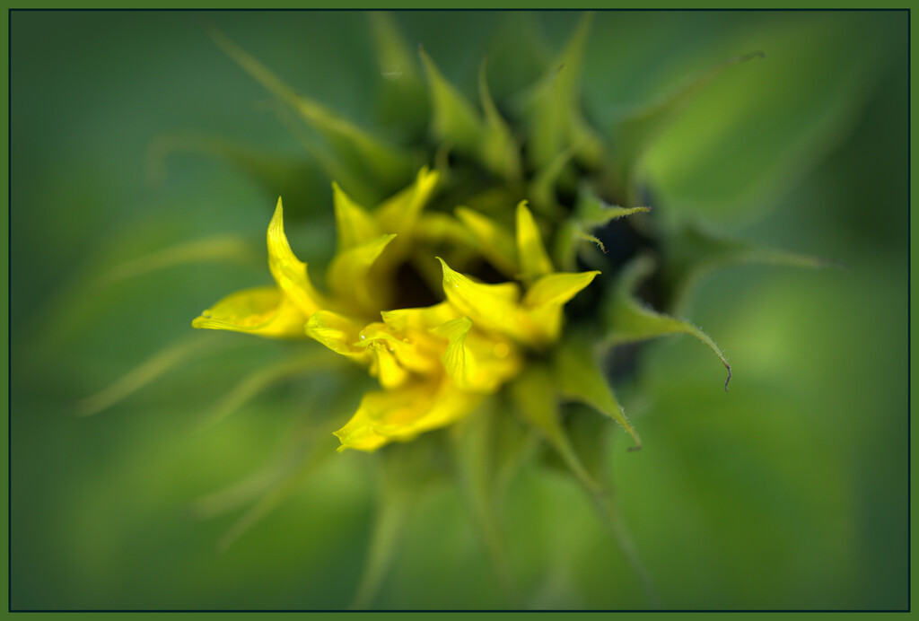 Unfolding sunflower by dide