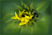 18th Jun 2023 - Unfolding sunflower