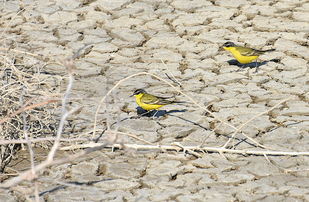 YELLOW WAGTAILS  by sangwann