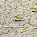 YELLOW WAGTAILS  by sangwann