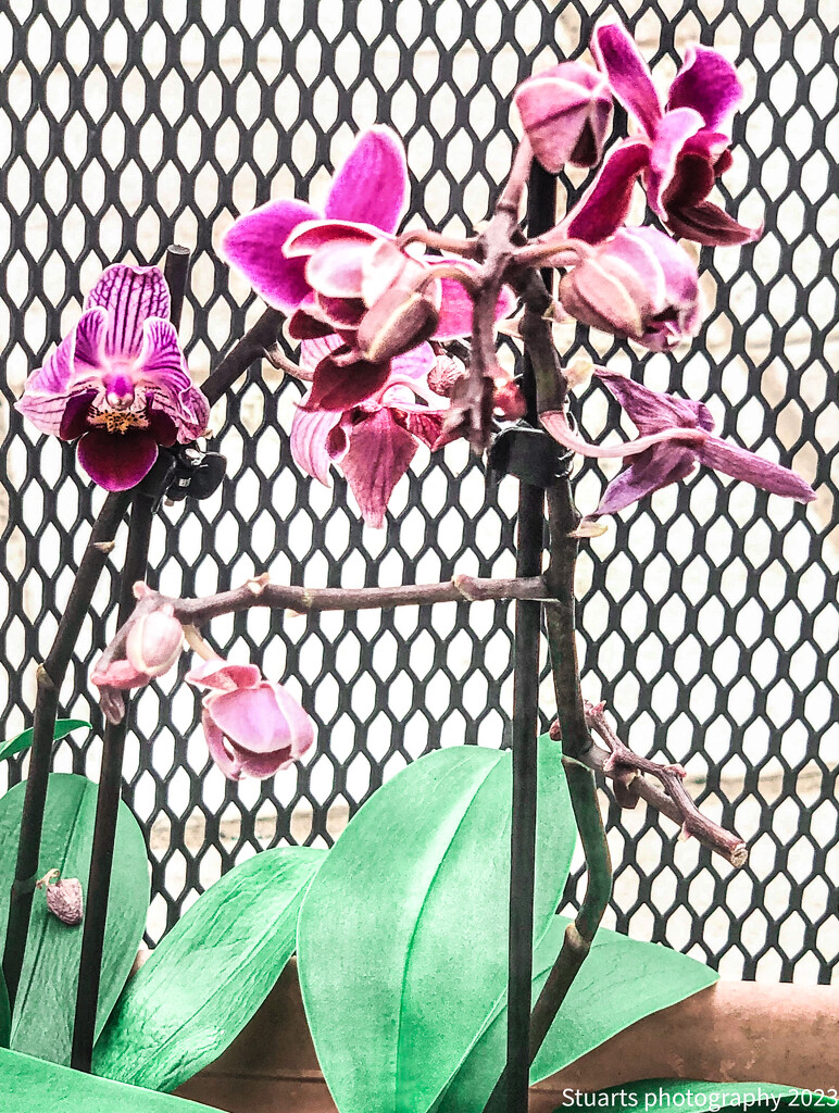 Miniature orchids by stuart46