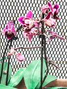 18th Jun 2023 - Miniature orchids