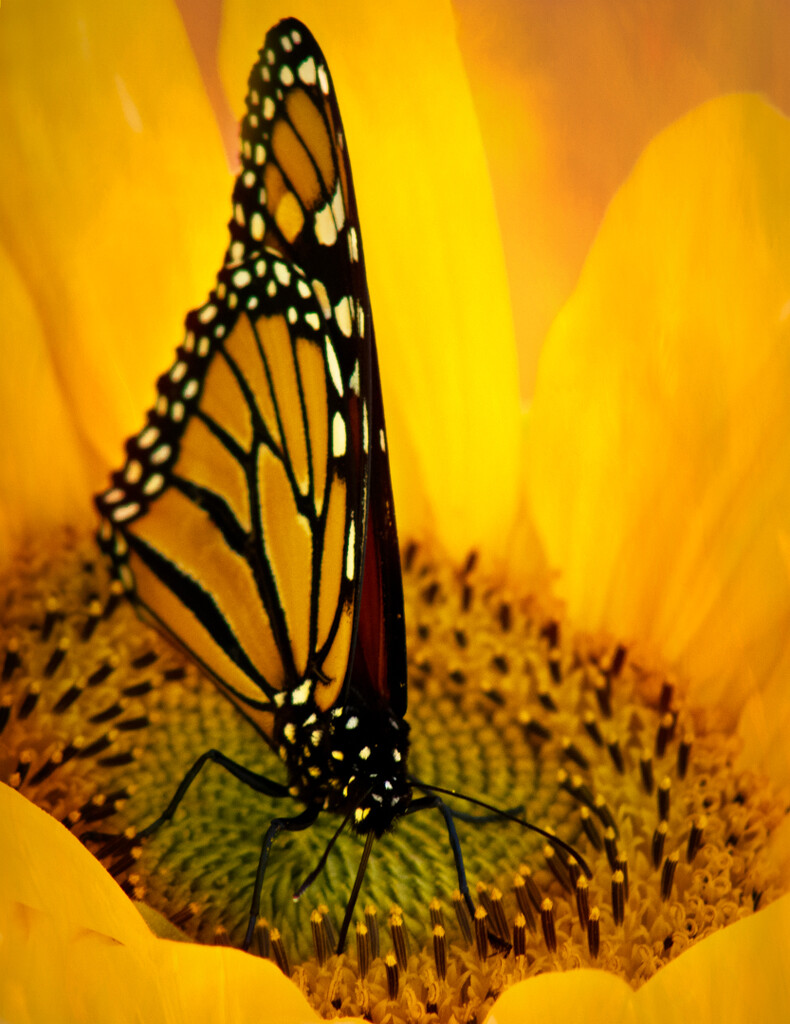Monarch Butterfly by 365projectclmutlow