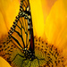 Monarch Butterfly by 365projectclmutlow