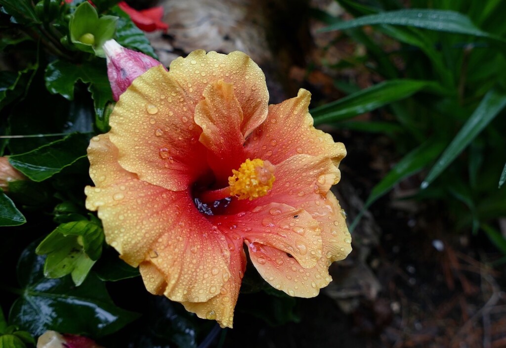 Hibiscus by sunnygreenwood