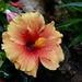 Hibiscus by sunnygreenwood