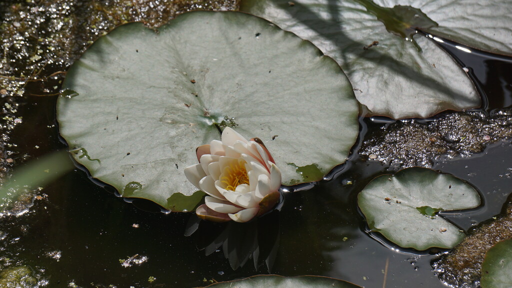 water lily in Buttercup Pond by quietpurplehaze