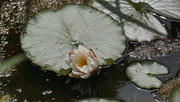 18th Jun 2023 - water lily in Buttercup Pond