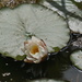 water lily in Buttercup Pond by quietpurplehaze