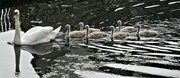 18th Jun 2023 - One parent swan and six cygnets. Leeds Liverpool Canal. Rishton.