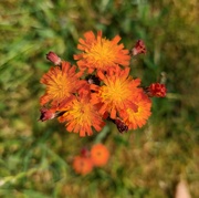 18th Jun 2023 - Orange hawkweed in the lawn
