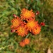Orange hawkweed in the lawn by samcat