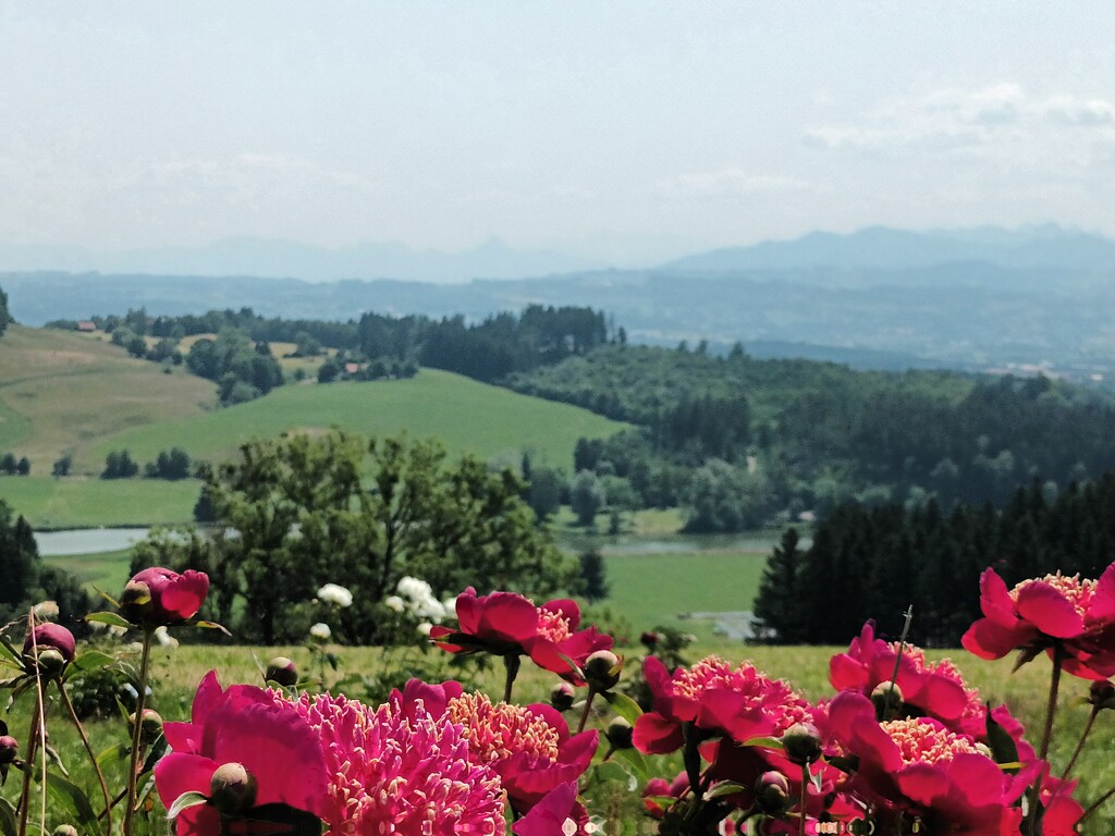 Peonies... by cordulaamann