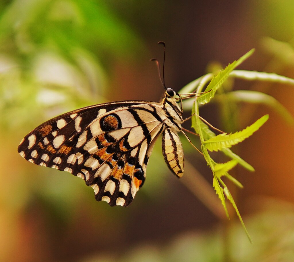 Butterfly  by sudo