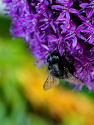 13th Jun 2023 - Bumble bee and colours