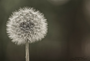 15th Jun 2023 - Dandelion