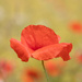 Shire Poppy by phil_sandford