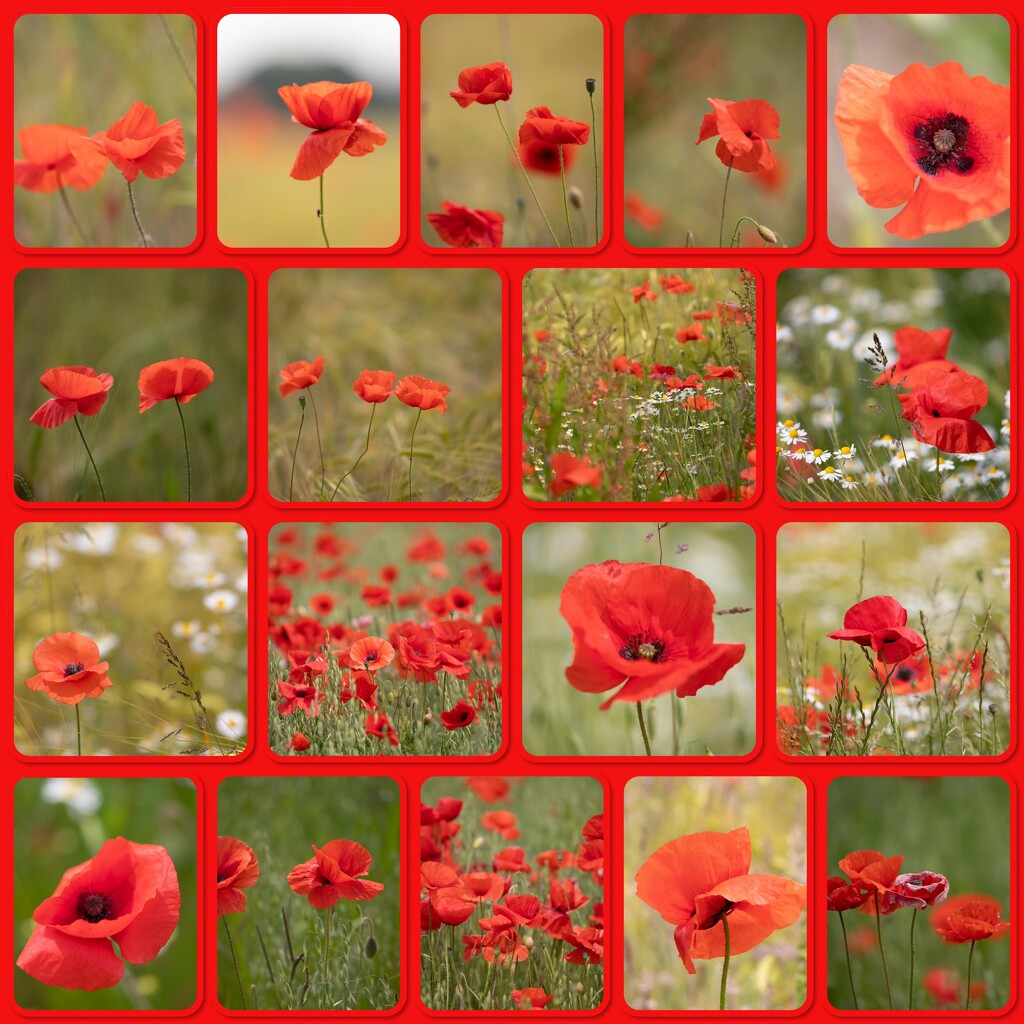 Lincs Poppies by phil_sandford